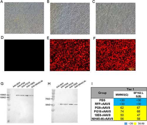 Figure 3 AAV-mediated antibody expression in HEK293T cells. RFP-rAAV8 was used as a negative control. The infection of 293T cells with RFP-rAAV8 was observed under a fluorescence microscope at 0h (A and D), 48h (B and E), and 72h (C and F). Scale, 50 μm. (G) Under non-reducing conditions, full-length dimerized antibodies and (H) under reducing conditions, the heavy chain of antibodies mediated by PG9-rAAV8, PG16-rAAV8, 10E8-rAAV8, and NIH45-46-rAAV8. (I) ID50 of expressed antibodies in HEK293T cell culture medium against tier 1 pseudoviruses.