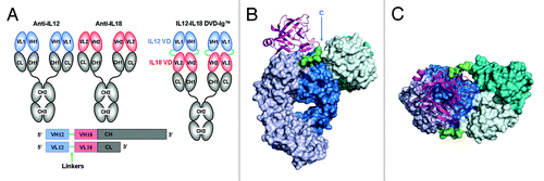 Figure 1. DVD-Ig™ Technology Overview. (A) A DVD-Ig™ binding protein is constructed from two parent antibodies by addition of the first variable domain to the second via a flexible linker sequence (in this case antiIL12 antiIL18 and SS linkers). (B) Solid surface representation of IL12-IL18 DVD-Ig™ DFab with IL18 shown as ribbon. VD1 is shown in teal and VD2 and constant domains are shown in blue. Heavy and light chains are dark and light shades respectively. Short-short linkers are shown in green. IL18 is shown in magenta. (C) View of b from the top.