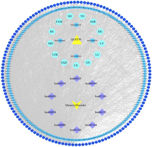 Figure 4. Compound-disease-target network. The yellow triangle represents QGSTW, the yellow V represents memory disorder, the hexagons represent herbs in QGSTW, the blue round rectangles represent the active components of QGSTW, the dark blue circles represent the potential targets, and the purple diamonds represent the top 10 enriched KEGG pathways.