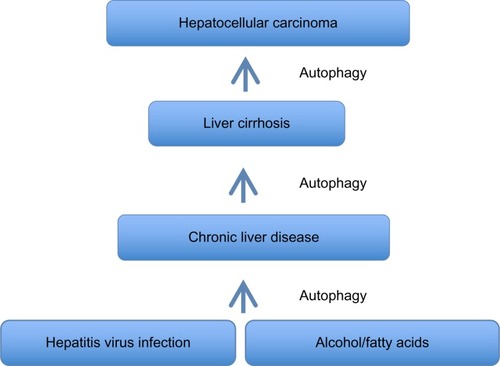 Figure 3 Summary of autophagy response in chronic liver disease, liver cirrhosis, and hepatocellular carcinomas.