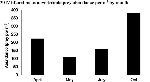 Figure 11. 2017 Buffalo Lake monthly littoral macroinvertebrate abundance summed across all taxa. Although not significantly different, seasonal δ15N values for crayfish may be correlated to boom/bust of littoral macroinvertebrate abundances observed throughout spring, summer, and fall. As is evident by the SIMMR model, this northern crayfish population relies heavily on littoral macroinvertebrates for a large proportion of their diet. The wide distribution of seasonal δ15N values and size class trophic positions demonstrates the highly plastic feeding behaviors that allow Buffalo Lake to consume detritus and periphyton when macroinvertebrates are not as abundant.