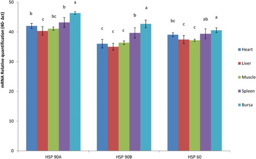 Figure 2. Expression of Hsp genes in various tissues in PB-2 chicken.