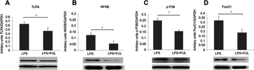 Figure 4 Fullerol decreases protein levels of TLR4 (A) and p-P38 (C) in the cytosol fraction and NFkB (B) and FoxO1 (D) in the nuclear fraction determined by western blot. Cells were treated by 100 ng/mL LPS alone (LPS) or 100 ng/mL LPS together with 1 µM fullerol (LPS + FUL). It was shown that protein levels of these signal molecules were significantly lower in LPS group than in LPS + FUL group. *P<0.05, n=3.Abbreviations: FUL, fullerol; FoxO1, forkhead box transcription factor 1; LPS, lipopolysaccharide; NFkB, nuclear factor-kappaB; TLR, toll-like receptor.