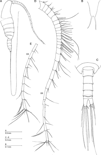 Figure 4.  Azygonectes plumosus sp. nov., male. (A) Habitus, lateral; (B) rostrum; (C) urosome, dorsal; (D) right antennule; (E) distal part of left antennule.