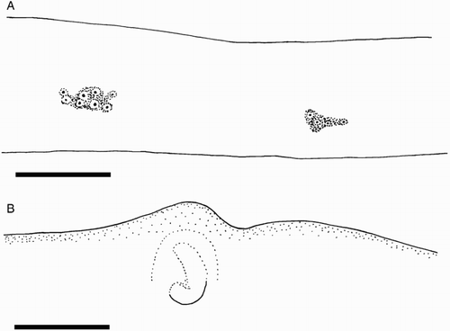 Figure 15 Mastigoteuthis psychrophila. A, NIWA 44301, ♀, ML 84 mm; B, NIWA 44277, ♀, ML 78 mm. A, Proximal view of aboral photophores on Arms IV; B, internal mantle pigmentation. Scale bars = 5 mm.