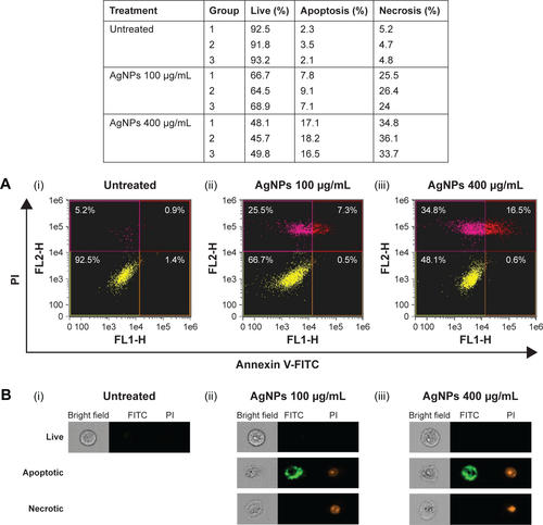 Figure S2 Raw data of AgNP-induced MCF7 apoptotic analysis using flow cytometry.Notes: (A) Dot plot of Annexin V-FITC/PI double stained MCF7 cells. (i) Untreated cells, (ii) 100 μg/mL AgNPs treated cells, and (iii) 400 μg/mL AgNPs treated cells. (B) Representative images showing live cell (Annexin-FITC negative, PI negative), apoptotic (early apoptotic cells were Annexin-FITC positive and PI negative, late apoptotic cells were Annexin-FITC/PI double stained) and necrotic cells (PI stained only). (i) Untreated cells (ii) 100 μg/mL and (iii) 400 μg/mL AgNPs treated cells.Abbreviations: AgNPs, silver nanoparticles; PI, propidium iodide.