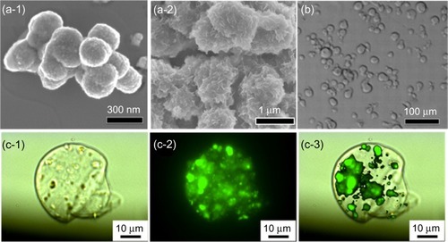 Figure 2 (a) Typical scanning electron microscopy image of mesoporous silica nanoparticles (MSNs) used in this study, with (a-1) spherical morphology and (a-2) bulk-like morphology. (b) A typical optical microscopy image of alginate microspheres. (c) Fluorescent images of a fluorescein isothiocyanate-MSN-encapsulated alginate microsphere: (c-1) DIC image, (c-2) green fluorescent image from fluorescein isothiocyanate-adsorbed MSNs, and (c-3) merged image.Abbreviation: DIC, differential interference contrast microscopy.