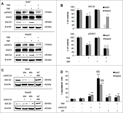 Figure 7. SOCS3 and STAT3 expression and effects of SOCS3 silencing in TAX and TAX+TNF-treated HCC cells. (A) Representative protein gel blots and (B) densitometric quantification of SOCS3, STAT3 and pSTAT3 levels in Huh7 and HepG2 cells after a 24 hour treatment with 0.1 μM TAX or 15 ng/ml TNF or TAX+TNF. Data are means±SD expressed as percentage of controls. Significance of the differences vs controls: **P < 0.01 and ***P < 0.001; vs TAX: °°°P < 0.001. (C) Representative western blot pattern of SOCS3 levels in HepG2 and Huh7 cells untreated or treated with siSOCS3 (100 pmol) for 24 and 48 hours. (D) Effect of SOCS3-siRNA or siC (100 pmol) on TNF-induced apoptosis: cells were transfected with siSOCS3 or nontargeting siRNA (siC) for 48 hours, then exposed to TNF (15 ng/ml) for further 24 hours. Histograms represent percentages of hypodiploid (apoptotic) cells in the culture. Data are means±SD of 4 experiments. Significance of the differences: vs controls **P < 0.01 and ***P < 0.001; vs TNF and siSOCS3: §§§P <0.001.