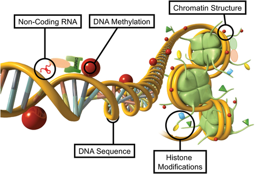 Figure 2. Schematic of epigenetic processes. Representation of the primary epigenetic factors and processes schematic of non-coding RNA, DNA methylation, chromatin structure, histone modifications, and DNA structure presented. Modified from Nilsson, et al. [Citation21].