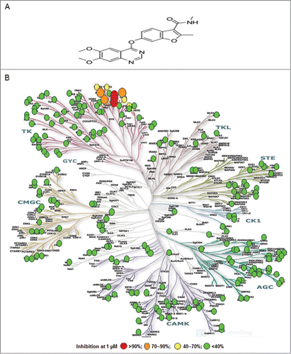 Figure 1. Fruquintinib is a highly selective and potent VEGFR1, 2, 3 kinase inhibitor. (A) Chemical structure of fruquintinib. (B) Kinome selectivity of fruquintinib at 1 μmol/L against 253 kinases using Citation32p-ATP incorporation method generated at Millipore. The Kinome tree was downloaded from http://www.cellsignal.com. Percentage (%) denoted the inhibition of fruquintinib at 1 μmol/L to the recombinant kinases. Over 90% inhibition was observed for 3 VEGFR family members (1, 2, 3) and 70～90% inhibition on 4 other kinases, including Fms(Y969C), Ret, and FGFR1 and little effect on remaining kinases tested. IC50s were generated for the kinases of interest and shown in Table 1.