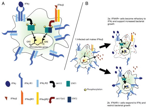 Figure 1 Antagonistic interferon cross talk and increased susceptibility to bacterial infection. (A) Schematic showing the canonical JAK-STAT signaling pathways involved in responses to IFNγ and IFNα/β. IFNγ activates gene expression through gamma activated sequences (GAS). IFNαβ modulates gene expression through interferon stimulated regulatory elements (ISRE). (B) IFNα/β produced by Listeria monocytogenes infected cells signals through the IFNAR on infected or bystander cells to block transcription of the ifngr1 gene and consequently IFNGR expression by macrophages or other antigen presenting cells (APCs). APCs with intact IFNα/β signaling are therefore less responsive to IFNγ when bacterial pathogens induce IFNαβ and hence more permissive to bacterial growth and replication.