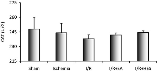 Figure 3. The effects of ischemia, I/R and the treatment with EA and hesperidin (HES) on the CAT activity.