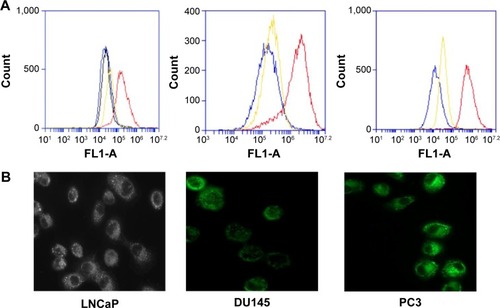 Figure 5 PCL/MD nanocarrier uptake and internalization enhances bioavailability of encapsulated molecule.Notes: (A) Flow cytometry histograms of LNCaP, DU145, and PC3 after 2 hours of treatment with 25 μg/mL of fluorescent-labeled PCL/MD nanocarrier (red), free fluorescent dye (yellow), and untreated cell line (blue) and medium in which an equivalent amount of nanocarrier has been previously suspended (black). (B) Cellular internalization of PCL/MD in LNCaP, DU145, and PC3. Fluorescence microscopic images of uptake taken (after 2 hours) with a Zeiss ApoTome microscope with an Axiom Cam version 4.5 imaging system at 40× magnification.Abbreviations: PCL, polycaprolactone; MD, maltodextrin.