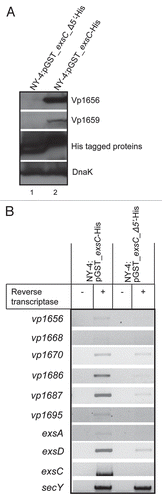 Figure 8 Full-length ExsC is required for transcription and expression of T3SS1 genes. (A) Strains were cultured separately in LB-S and then cell lysates from NY-4:pGST_exsC-_Δ5′-His (lane 1) and NY-4:pGST-exsC-His (lane 2) were probed with anti-Vp1656, anti-Vp1659, anti-His and anti-DnaK; (B) RT-PCR analysis showing mRNA transcripts for a panel of T3SS1 genes for the NY-4:pGST-exsC-His and NY-4:pGST_exsC_Δ5′-His strains after growth in LB-S. SecY, a housekeeping gene, served as a positive control for the RT-PCR experiment.