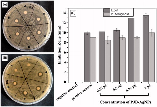 Figure 5. Antibacterial activity of PJB-AgNPs showing zone of inhibition of (A) E. coli and (B) P. aeruginosa. (C) Comparative graph for zone of inhibition of both. Here, kanamycin and autoclaved ddH2O were taken as positive and negative control, respectively.