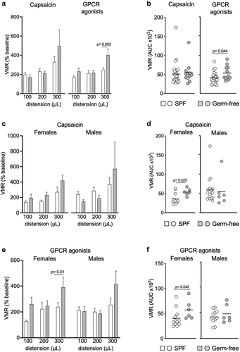 Figure 3. GPCR agonists and capsaicin pre-treatment induce greater responses to CRD in germ-free female mice. (a) VMR of SPF (n = 29) and GF (n = 12) mice after intracolonic administration of capsaicin or GPCR agonists at distensions of 100 μL, 200 μL and 300 μL. VMR is expressed as % of baseline (white bar: SPF; gray bar: GF). (b) AUC of the VMR after intracolonic administration of capsaicin or GPCR agonists in SPF and GF (white circle: SPF; gray circle: GF). (c) VMR of SPF female (n = 12) and male (n = 17) and GF female and male (each n = 6) after administration of capsaicin. (d) AUC of the VMR after capsaicin intracolonic administration in SPF and GF female and male. (e) VMR of SPF female (n = 12) and male (n = 11) and GF female and male (both n = 6) after intracolonic administration of GPCR agonists. (f) AUC of the VMR after administration of GPCR agonists in SPF and GF. White bar/circle: SPF; gray bar/circle: GF. Data are represented as means±sem (a) (c) (e), scatter dot plot with means (b) (d) (f). Statistical analysis was performed using 2-way ANOVA followed by šidak’s multiple comparisons test (a) (c) (e) and Mann-Whitney t-test (b) (d) (f).