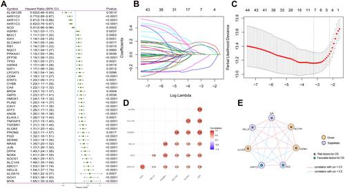 Figure 1 FRGs signature in LGG. (A) Univariate Cox regression analysis screened out FRGs that were significantly correlated with LGG prognosis. (B) The LASSO regression model was constructed; (C) The optimal value of the lambda penalty parameter was determined by 10-cross validation; (D) Correlation analysis of 7 FRGs; (E) Protein–Protein Interaction interactions among 7 FRGs.