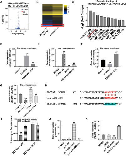 Figure 5. Screening of the miRNA-mRNA network mainly regulated by HSYA in the HUVECs induced by high glucose and high-fat treatment (A) Transcriptome analysis of a volcano plot for the distribution of the differentially expressed genes; (B) Differentially expressed genes for heatmap drawing; (C) the top 10 genes with significant differences in differentially expressed genes and the background value of treated genes >10; (D–G) qPCR was used to detect the relative expression levels of the miR-429 and SLC7A11 genes in each group in the animal and cell experiment group 1; (H) miR-429 and SLC7A11 3′-UTR gene target-binding site and mutation site sequence (red font is the target-binding site, the blue bottom panel shows the mutation sequence); (I) dual-luciferase activity test results; (J andK) the relative expression levels of the miR-429 and SLC7A11 genes were detected by qPCR. **p < 0.01, *p < 0.05, compared with the control group; ##p < 0.01, compared with the HG + ox-LDL group, the difference was statistically significant.