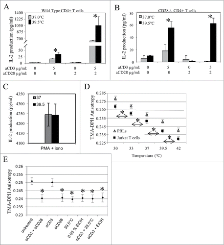 Figure 3. Mild heating enhances IL-2 production in CD4+ T cells isolated from CD28 deficient mice and is associated with an increase in membrane fluidity that is similar to the increase induced by various stimulants. CD4+ T cells from (A) wild type and (B) CD28−/− mice were incubated at 37°C (gray bars) and 39.5°C (black bars) for 6 hrs and stimulated with anti-CD3 Ab (5 µg/ml), anti-CD28 Ab (2 µg/ml) or the combination of both Abs at 37°C for 24 hrs before the amount of IL-2 in the supernatant was determined by ELISA. (C) Jurkat T cells were incubated at 37 (gray bars) and 39.5°C (black bars) for 6 hrs. Cells were stimulated with PMA (10ng/ml) and ionomycin (1 ng/ml) at 37°C for 24 hours and the number of IL-2 producing cells was determined by ELISA. (D) Effect of physiologically relevant temperature shifts on T cell membrane fluidity. T cells (freshly isolated human CD4+ T cells or Jurkat T cells) were resuspended in PBS and incubated at the indicated temperatures for 5 minutes. The plasma membrane fluidity of the cells was then monitored by measuring the fluorescence anisotropy of the membrane probe TMA-DPH, as described in the methods section. (E) A comparison of various treatments on T cell membrane fluidity. Jurkat T cells were stimulated with antibodies (3μg/ml anti-CD3 alone, 2μg/ml anti-CD28 alone, or 3μg/ml anti-CD3 + 2μg/ml anti-CD28) for 6 hours, briefly exposed to 39.5°C, briefly exposed to 0.05% EtOH, or simultaneously exposed to a combination of these treatments (as indicated). The cells were then resuspended in PBS, incubated at 37°C (unless otherwise indicated) for 5 minutes, and labeled with the fluorescent membrane probe, TMA-DPH. The plasma membrane fluidity of the cells was then monitored by measuring the TMA-DPH anisotropy, as described in the methods section. *, p < 0.05, when comparing the data at 37 vs. 39.5°C using an unpaired Student's t-test. Data presented is representative of at least 3 independent experiments.