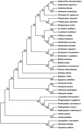 Figure 1. Phylogenetic of 38 species within the family Orchidaceae based on the Maximum-Likelihood analysis of the whole cp genome sequences using 500 bootstrap replicates. The analyzed species and corresponding Genbank accession numbers are as follows: Apostasia odorata(NC_030722.1), Apostasia wallichii(NC_036260.1), Bletilla ochracea(NC_029483.1), Bletilla striata(NC_028422.1), Cattleya crispata(NC_026568.1), Cattleya liliputana (NC_032083.1), Cymbidium aloifolium(NC_021429.1), Cymbidium ensifolium(NC_028525.1), Cypripedium formosanum(NC_026772.1), Cypripedium macranthos(NC_024421.1), Dendrobium aphyllum(NC_035322.1), Dendrobium chrysanthum(NC_035336.1), Dendrobium crepidatum(NC_035331.1), Epipactis mairei (NC_030705.1), Epipactis veratrifolia(NC_030708.1), Gastrochilus fuscopunctatus(NC_035830.1), Gastrochilus japonicus(NC_035833.1), Goodyera fumata(NC_026773.1), Goodyera procera(NC_029363.1), Habenaria pantlingiana(NC_026775.1), Habenaria radiata(NC_035834.1), Masdevallia coccinea(NC_026541.1), Masdevallia picturata(NC_026777.1), Neofinetia falcata(NC_036372.1), Neofinetia richardsiana(NC_036373.1), Paphiopedilum armeniacum(NC_026779.1), Paphiopedilum niveum(NC_026776.1), Phalaenopsis equestris(NC_017609.1), Phalaenopsis hybrid cultivar(NC_025593.1), Phragmipedium longifolium(NC_028149.1), Pleione bulbocodioides(NC_036342.1), Sobralia callosa(NC_028147.1), Thrixspermum japonicum(NC_035831.1), Vanilla aphylla(NC_035320.1), Vanilla planifolia(NC_026778.1).