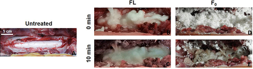 Figure 5 Images of spinal cord injury: (A) Without treatment (left) or 0 and 10 minutes after treatment using FL (middle (B and C)) or F0 (right (D and E)) (scale bar = 1 cm).