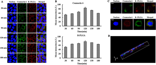 Figure 5 Multi-channel fluorescence images of Caco-2 cell monolayer co-incubated with dual-fluorescent nanoparticles (DFPs). (A) Represents fluorescence images incubation with DFPs over time. (B) Represents the corresponding quantitative analysis of A. (C) Represents fluorescence images of 0 μm at the top and 6 μm at the middle along the longitudinal direction of the cell monolayer. (D) Represents three-dimensional distribution of intracellular DFPs.