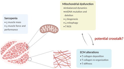Figure 1. The overview of sarcopenia and relevant alterations in mitochondria and ECM. Sarcopenia is a senile syndrome featured by a generalized decline of muscle mass, strength, and physical performance. Mitochondria in skeletal muscle show various age-associated alterations, including mtDNA damage, imbalance of dynamics, biogenesis decline, mitophagy impairment, and ROS overproduction. And the aged ECM exhibits increased collagen deposition and re-organization, leading to a stiffer matrix. ECM: extracellular matrix; mtDNA: mitochondrial DNA; ROS: reactive oxygen species.