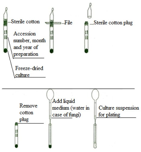 Figure 2. The procedure followed to extract fungi culture from freeze –dried ampoule.