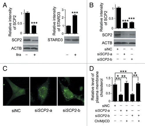 Figure 10. Reduced SCP2 expression induces deprivation of cholesterol in the plasma membrane. (A) U87 cells were treated with DMSO or 5 μM itraconazole for 36 h and the expression of SCP2 and STARD3 was examined by immunoblot. The data are representative of 3 independent experiments. (B) U87 cells were transfected with siNC, siSCP2-a, or siSCP2-b. Expression of SCP2 was examined by immunoblot 72 h after transfection. The data are representative of 3 independent experiments. (C) U87 cells were transfected with siNC, siSCP2-a, or siSCP2-b for 72 h. Cholesterol distribution was examined by filipin staining. The data are representative of 3 independent experiments. (D) U87 cells were transfected with siNC, siSCP2-a, or siSCP2-b. Thirty-six hours after transfection, the cells were incubated with fresh medium or medium containing the MβCD-cholesterol complex (containing 1 mg/ml MβCD and 20 μg/ml cholesterol) for another 36 h. The plasma membrane fraction was isolated by sucrose density gradient centrifugation, and the level of cholesterol in the plasma membrane was examined using the Cholesterol Assay Kit. The data are representative of 3 independent experiments. **P < 0.01; ***P < 0.001; ns, not significant; Ch/MβCD, MβCD-cholesterol complex.