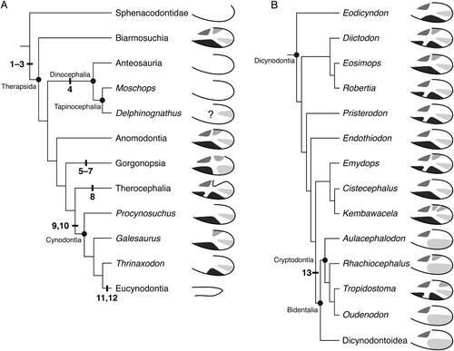 FIGURE 12. The distribution of angular traits within non-mammalian synapsids. A, cladogram showing relationships of the major synapsid subclades, with schematic left angulars depicting the condition for each group; B, expanded cladogram illustrating the diversity of angular topography in Dicynodontia. The following synapomorphies are noted: (1) dorsal notch located more anteriorly, thus creating a long dorsal free margin of the reflected lamina; (2) angular cleft enlarged; (3) reflected lamina has quadripartite ridge system with attendant fossae; (4) loss of ridges and fossae on reflected lamina; (5) pronounced vertical ridge on reflected lamina; (6) dorsal notch positioned more posteriorly, reducing free edge of the reflected lamina; (7) presence of one of more foramina at dorsal end of vertical ridge; (8) angular crest present; (9) external topography of angular reduced to two fossae; (10) reflected lamina fully separated, with angular cleft open dorsally and ventrally; (11) reflected lamina reduced to small, curved element; (12) external ridges and fossae of angular absent; (13) external angular ridges and fossae reduced. See Table 1 for voucher specimens for each taxon. Higher level cladistic topology based on Sidor and Hopson (Citation1998), with dicynodont topology based on Olroyd et al. (Citation2018) and Kammerer and Ordoñez (Citation2021).
