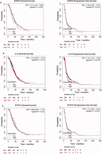 Figure 1. The prognostic value of EGFR and IL-6-STAT3 expression in ovarian cancer. (A) Kaplan–Meier analysis associated with high and low mRNA expression of EGFR in ovarian cancer in http://kmplot.com. (B) The OS and PFS curves were plotted for IL-6 in total ovarian cancer patients in http://kmplot.com. (C) Kaplan–Meier analysis of STAT3 in total ovarian cancer patients in http://kmplot.com.