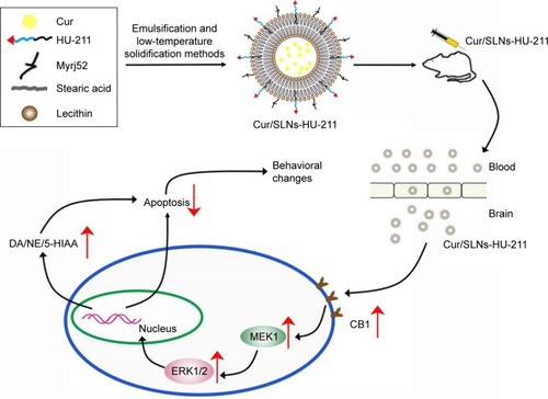 Figure 10 Schematic representation of the mechanisms by which Cur/SLNs-HU-211 crosses the BBB for the CORT-induced major depression model.Notes: After intraperitoneal injection of Cur/SLNs-HU-211 into the mice with major depression, the nanoparticles accumulated at brain. Then, Cur/SLNs-HU-211 upregulated the MEK1/ERK1/2 signaling pathways via activation of CB1 receptors, followed by an increased release of neurotransmitters (upward arrows) and a decrease of cell apoptosis (downward arrow).Abbreviations: Cur, curcumin; Cur/SLNs-HU-211, curcumin and HU-211 coencapsulated solid lipid nanoparticles; CORT, corticosterone; BBB, blood–brain barrier; DA, dopamine.
