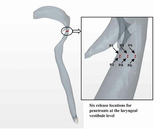 Figure 5. Locations of the penetrant ejection at the laryngeal vestibule level for the computational modelling