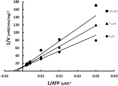 Figure 3. Inhibition of BC by SABA1 with respect to ATP. The concentration of ATP was varied at fixed increasing concentrations of SABA1. Biotin was held constant at subsaturating levels. Curves are the best fit of the data to EquationEquation (1)(1) v=VAKm(1+IKis)+A(1) . Points are the experimentally obtained velocities.