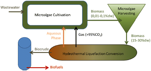 Figure 8. Typical pathway for biofuel generation using wastewater, microalgae and hydrothermal liquefaction.