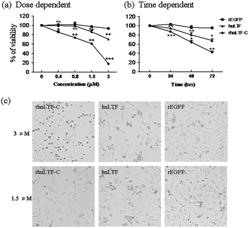 Fig. 3. rhuLTF-C fragment-induced MDA-MB-231 cells growth inhibition in dose- and time-dependent manner.