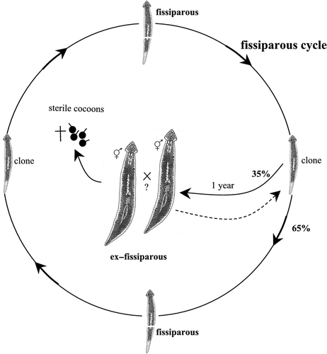 Figure 5. Schematic overview of the life cycle and reproductive pattern of a fissiparous population of Dugesia sicula (SA strain from Sardinia).