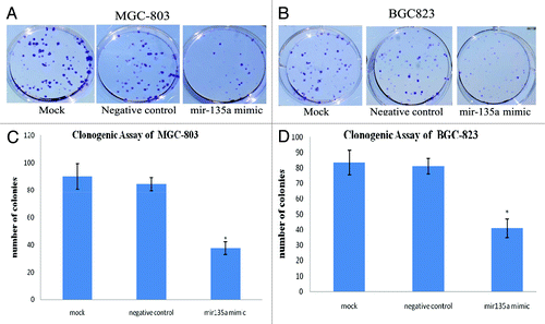 Figure 5. Overexpression of miR-135a reduces the colony formation ability of gastric cancer cells in vitro. Anchorage-independent growth was assessed by the in vitro colony formation assay. (A, B) Representative colony formation of miR-135a mimic, negative control mimic and untransfected control MGC-803 (A) and BGC-823 (B) cells at 2 weeks. (C, D) Number of colonies containing ≥ 50 cells in miR-135a mimic, negative control mimic and untransfected control MGC-803 (C) and BGC-823 (D) cells at 2 weeks. Data are mean ± SE of three independent experiments; *p < 0.05 compared with the negative control cells.