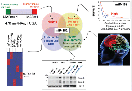 Figure 1. Identification of miR-182 as a high-priority miRNA in GBM. To identify high-priority miRNAs, 470 miRNAs were filtered based on variable expression [green box, low expressing miRNAs, MAD ≤ 0.1; red box, highly variable miRNAs, MAD ≥ 1] correlation with patient survival, neuro-developmental annotation, ability to sensitize cells toward temozolomide-induced apoptosis (miR-182 increases, anti-miR-182 decreases caspase-3/7 activation), and association with oligoneural tumors. miR-182 emerged as the only miRNA that fulfills all criteria. Of note, a positive correlation between miR-182 expression and patient survival is most prominent in GBM with proneural/oligoneural characteristics.