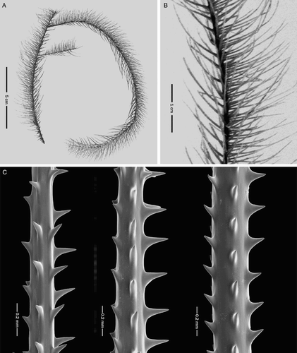 Figure 11 Parantipathes dodecasticha n. sp., holotype, NIWA 11148 (schizoholotype,USNM 1174709/SEM stub 290). A, Colony; B, close-up view of pinnules; C, spines on pinnules.
