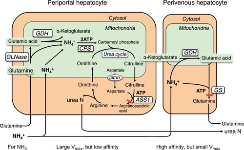 Figure 6 Ammonia metabolism in liver.