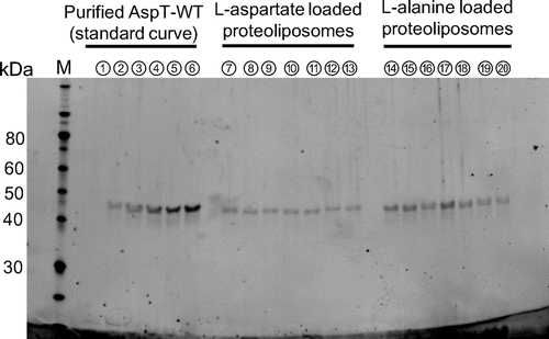 Fig. 2. AspT variants reconstitution into proteoliposomes.