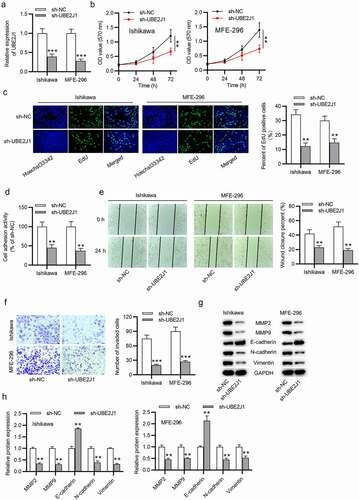 Figure 2. UBE2J1 depletion suppresses EC cell growth. (a) The interference efficiency of sh-NC or sh-UBE2J1 in Ishikawa and MFE-296 cells was determined utilizing RT-qPCR analysis. (b) MTT assay was adopted to examine the effect of sh-NC or sh-UBE2J1 on Ishikawa and MFE-296 cell viability. (c) Examination for cell proliferation was conducted by EdU assay in UBE2J1-silenced Ishikawa and MFE-296 cells. (d) Cell adhesion activity was examined in Ishikawa and MFE-296 cells upon UBE2J1 knockdown. (e-f) The effects of sh-NC or sh-UBE2J1 on Ishikawa and MFE-296 cell migration and invasion were tested via wound healing assay and transwell assay, separately. (g-h) Western blot analysis was used to test MMP2, MMP9, E-cadherin, N-cadherin, and Vimentin protein levels. **P < .01, ***P < .001.