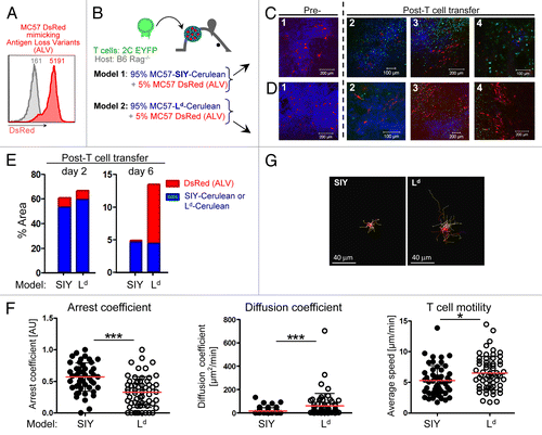 Figure 6. Visualization of bystander elimination of antigen-loss variants (ALV). (A) To visualize ALV, parental MC57 cells were transduced to express DsRed. The inset numbers indicate the mean fluorescence intensity by flow analysis. Parental MC57 is used as control (gray line). (B) Scheme. Model 1: antigen-positive MC57-SIY-Cerulean cancer cells are mixed with 5% of MC57-DsRed ALV and transplanted into C57Bl/6 Rag1−/− mice (n = 3). Model 2: antigen-positive MC57-Ld-Cerulean cancer cells are mixed with 5% of MC57-DsRed ALV and transplanted into C57Bl/6 Rag1−/− mice (n = 2). (C–D) Both cell mixtures grow with red ALV homogeneously embedded in the blue, antigen-positive tumor tissue [image 1]. Adoptively transferred 2C EYFP T cells arrive in the tumors [image 2; 3–4 d post T cell transfer]. While T cells eliminate the blue antigen-positive MC57-SIY-Cerulean and MC57-Ld-Cerulean cancer cells, the red ALV are not killed and “red-only areas” emerge [image 3; 4 d post T cell transfer]. While red ALV in the MC57-SIY-Cerulean microenvironment disappear over time (model 1 [image 4; 6 d post T cell transfer]), ALV in the MC57-Ld Cerulean microenvironment persist and continue to grow (model 2 [image 4; 5 d post T cell transfer]). (E) Percent of image occupied by DsRed ALV and blue SIY- or Ld-expressing cancer cells before (left panel; corresponding to Figure 6C and D (image 2) or during/after (right panel; corresponding to Figures 6C and D (images 4)) T cell mediated destruction. While the presence of ALV in the SIY model significantly decreases, ALV in the Ld-tumor persist and continue to grow. Images were acquired using different magnifications and subsequently adjusted digitally to be in the same scale. (F) Arrest coefficient, diffusion coefficient and average velocities of 2C T cells in the microenvironment of MC57-SIY or MC57-Ld tumors are graphed. Red lines indicate mean, black bars indicate td-StDev; ***P < 0.0001; *P = 0.0122. (G) Representative displacement tracks from 2C T cells in MC57-SIY or MC57-Ld tumors (scale bar = 40μm).