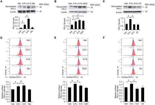 Figure 6. Roles of STAT3, Akt and ERK in 5-Fu-mediated PD-L1 upregulation. (A) Cells were pretreated with Stattic (5 μM) for 1 h, followed by 5-Fu (25 μM) at 37 °C for 23 h. Levels of glycosylated PD-L1 were measured by western blotting. (D) Surface PD-L1 was detected by flow cytometry. (B) Cells were pretreated with GDC-0068 (100 nM) for 1 h, followed by 5-Fu (25 μM) at 37 °C for 23 h. Levels of glycosylated PD-L1 were measured by western blotting. (E) Surface PD-L1 was detected by flow cytometry. (C) Cells were pretreated with U0126 (10 μM) for 1 h, followed by 5-Fu (25 μM) at 37 °C for 23 h. Levels of glycosylated PD-L1 were measured by western blotting. (F) Surface PD-L1 was detected by flow cytometry. *: p < 0.05: significance between indicated groups. @: p > 0.05. Veh: vehicle; 5 + S: 5-Fu + Stattic; 5 + G: 5-Fu + GDC-0068; 5 + U: 5-Fu + U0126; Sta: Stattic; GDC: GDC-0068; U0: U0126.