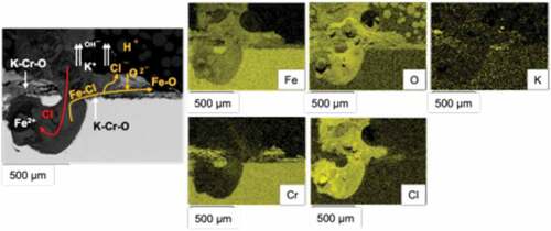 Figure 10. Backscattered image of 347HFG-D6 after 1000 h exposure, showing Cl attack mode.