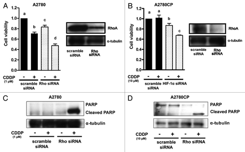 Figure 6. The effect of RhoA blockade on cell proliferation and apoptosis in ovarian cancer cell lines using transfection with anti-RhoA siRNA. Western blot analysis for the expression of RhoA and an MTS assay in A2780 (A) and A2780CP (B) cells transfected with scramble (lane: scramble siRNA) or anti-RhoA (lane: RhoA siRNA) siRNA. The cells were harvested 24 h after transfection. Cells transfected with scramble or anti-RhoA siRNA were treated with drug-free medium or the indicated concentrations of cisplatin for 24 h, and cell viability was assessed by the MTS assay (eight wells in each group). Cell viability was calculated from the ratio of the absorbance of siRNA transfected cells treated with or without cisplatin to that of scramble siRNA transfected cells cultured with drug-free medium set as 1 (mean ± S.E; n = 8). Experiments were repeated at least three times with consistent results, and a representative result is shown. Different letters above the bars indicate a significant difference at p < 0.05. The effect of RhoA blockade on cisplatin-induced cleavage of PARP in A2780 (C) and A2780CP (D) cells transfected with scramble (lane: scramble siRNA) or anti-RhoA (lane: RhoA siRNA) siRNA. The cells were transfected with scramble or RhoA siRNA and then treated with or without cisplatin for 24 h. The lysates were subjected to western blotting using anti-PARP or anti-α-tubulin antibody.