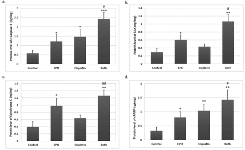 Figure 5. The effect of cisplatin and EPO treatment on the protein level of proapoptotic factors: (a) c-caspase3, (b) Bax, (c) cytochrome c and (d) c-PARP protein levels. The data represents at least three independent experiments as mean ± SD. (*) represents significance compared to the untreated control group. (#) represents significance compared to the cisplatin treated group. Significant at p *< 0.05, **< 0.01, ***< 0.001.