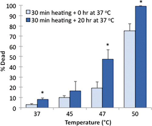 Figure 10 Delayed cell death on ePTFE upon various thermal exposures. Percentage of cell death was determined following one exposure for 30 min at 37°, 45°, 47° or 50°C with a subsequent 0-h (control) or 20-h incubation period at 37°C. The additional incubation period at 37°C allowed for the progression of apoptosis prior to staining. N = 3–4. Error bars represent SEM. *P < 0.05, compared to the control (zero incubation time after heating) at the same temperature.