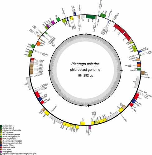 Figure 2. Circular map of the chloroplast genome of P. asiatica. Genes drawn inside the circle are transcribed clockwise, while those outsides are transcribed counter-clockwise. Genes are color-coded to imply functional groups. The dark gray area in the inner circle corresponds to the GC content while the light gray corresponds to the AT content of the genome. The SCC, LSC, IRa and IRb regions are noted in the inner circle.